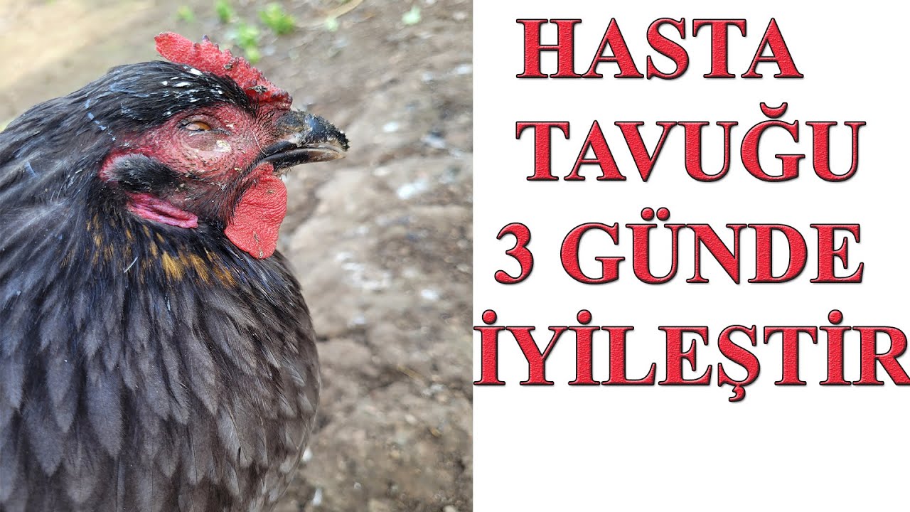HASTA TAVUK NASIL ANLAŞILIR ? TEDAVİ YÖNTEMLERİ