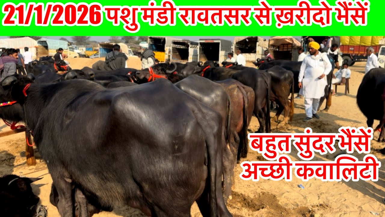 21/1/2026 पशु मंडी रावतसर  की भैंसें बिकाऊ ईस मंडी में मिलेगी सस्ते भाव में भैंसें  ​​@TardDairyFarm