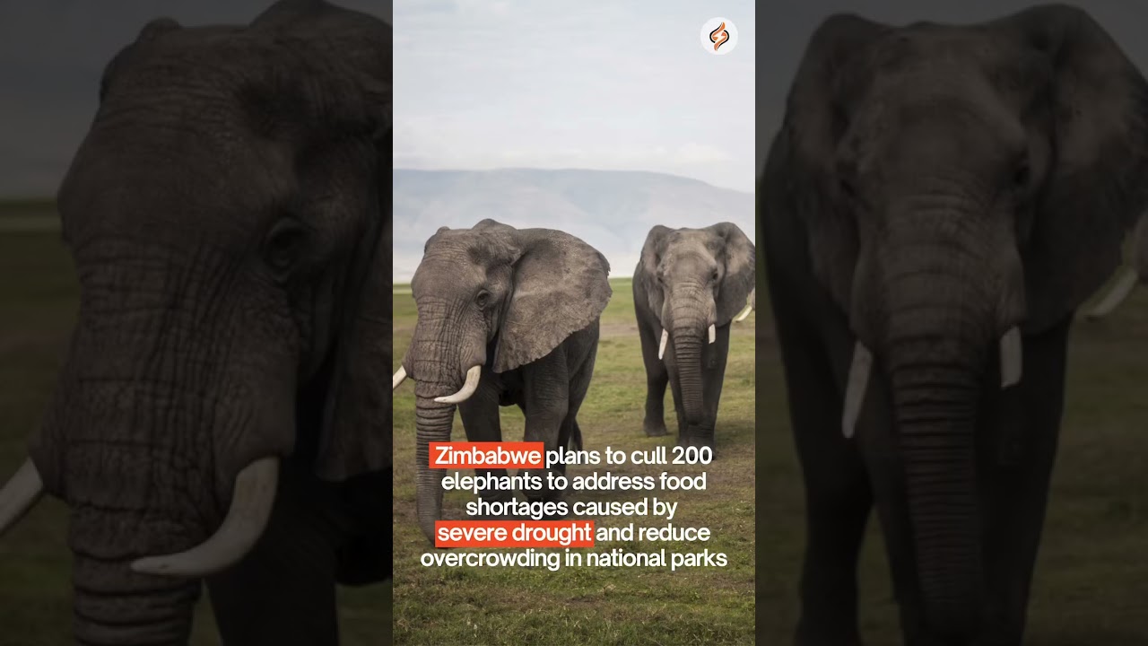 Zimbabwe plans to cull 200 elephants to ease hunger caused by a severe drought