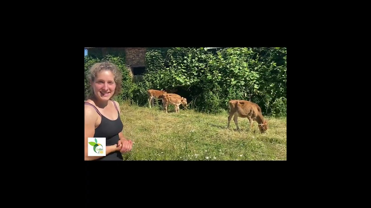 Les petites nouvelles jersiaises! &La future Fromagerie! La petite ferme du Breil-E2-@ecolibridici