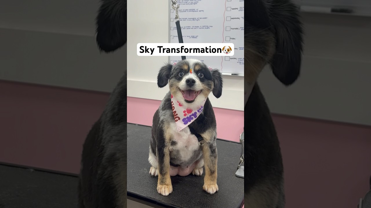 Mini Aussie said: new cut, new me✨ #dogshorts #doggroomer #dogs #dogtransformation