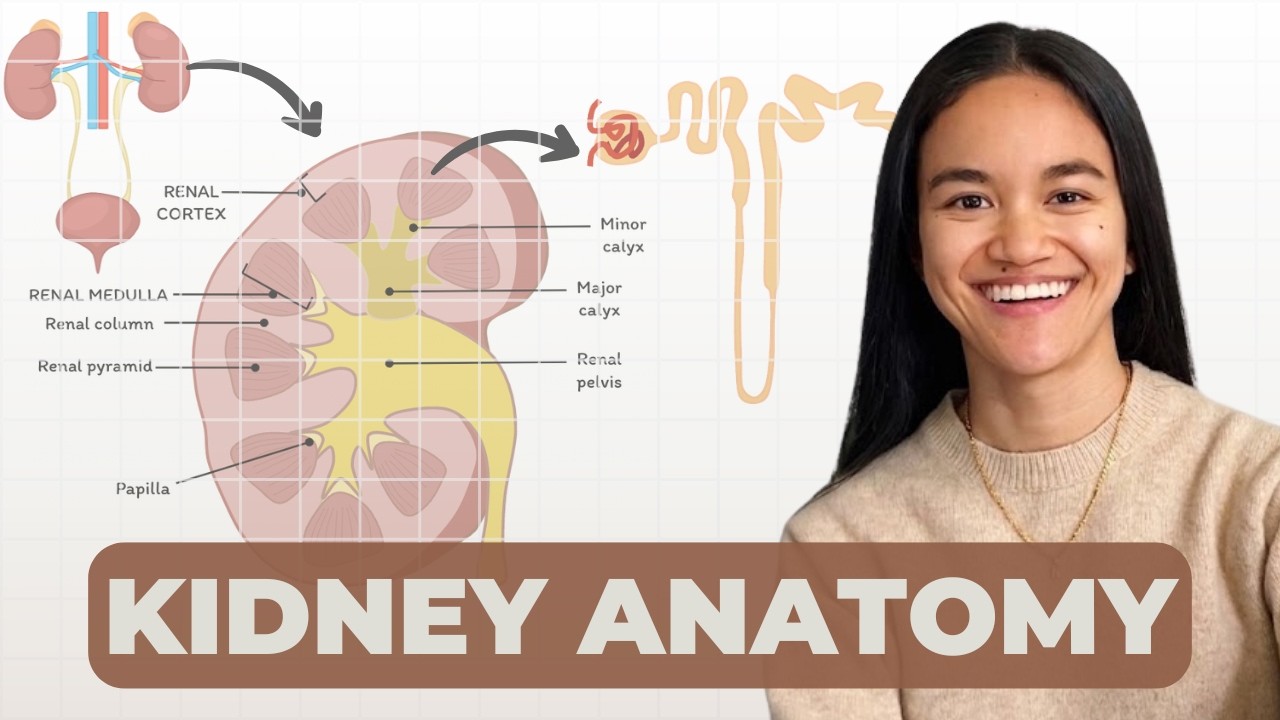Anatomy Of The Kidney & Urinary System | Renal Physiology