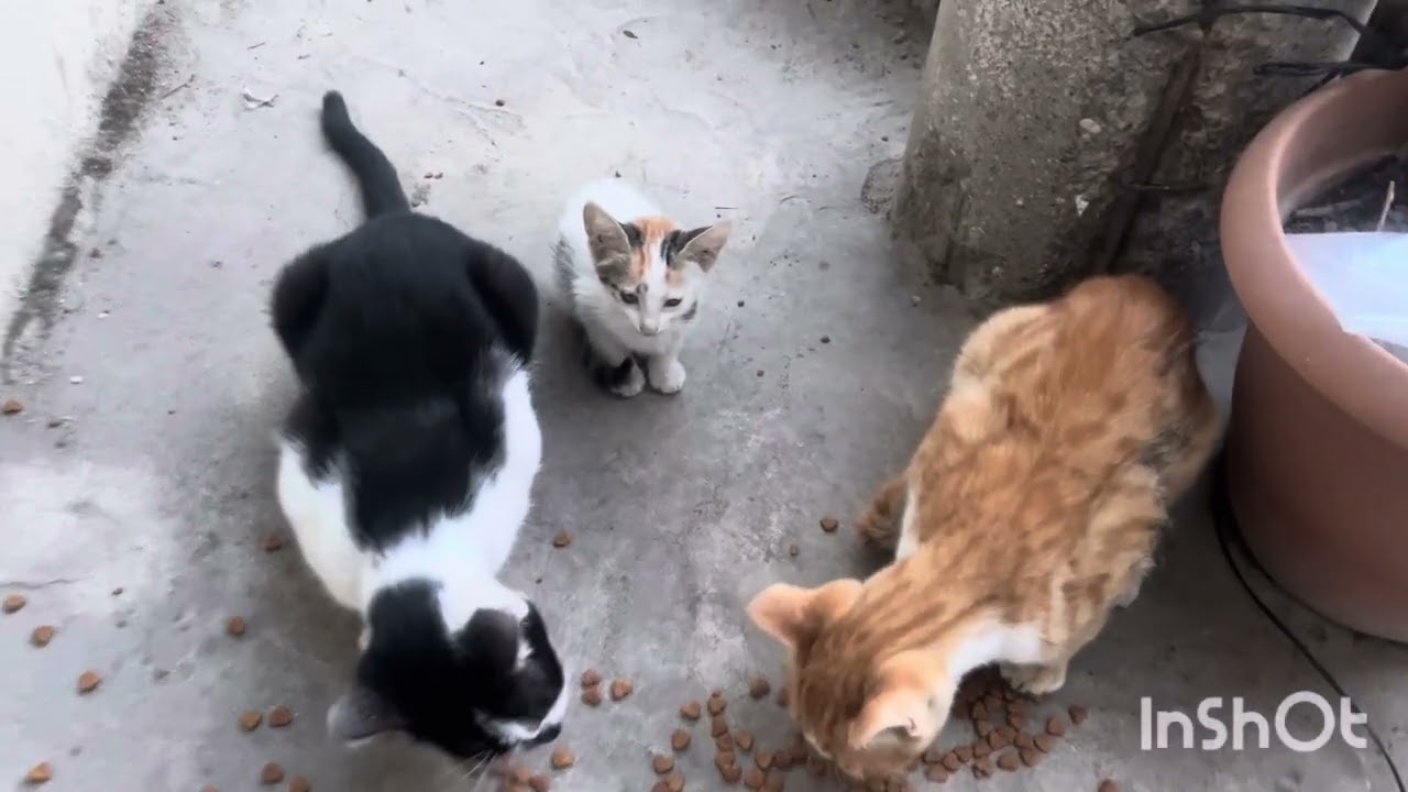 Günlük vilog 