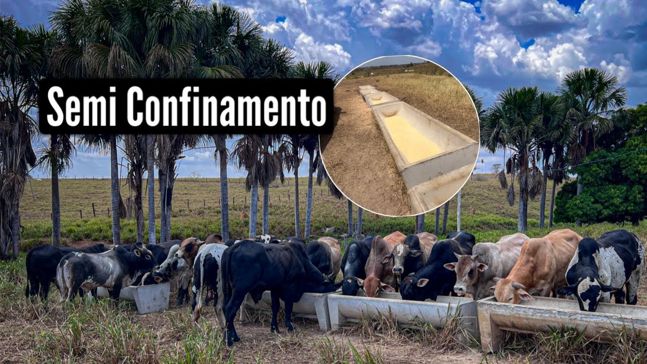 Nossa terminação de boi a pasto no modelo semi confinamento