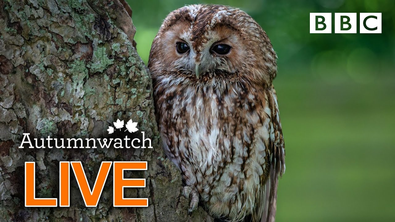 Cute wildlife cams UK 31 Oct 🦔🐾🐿 | BBC Autumnwatch