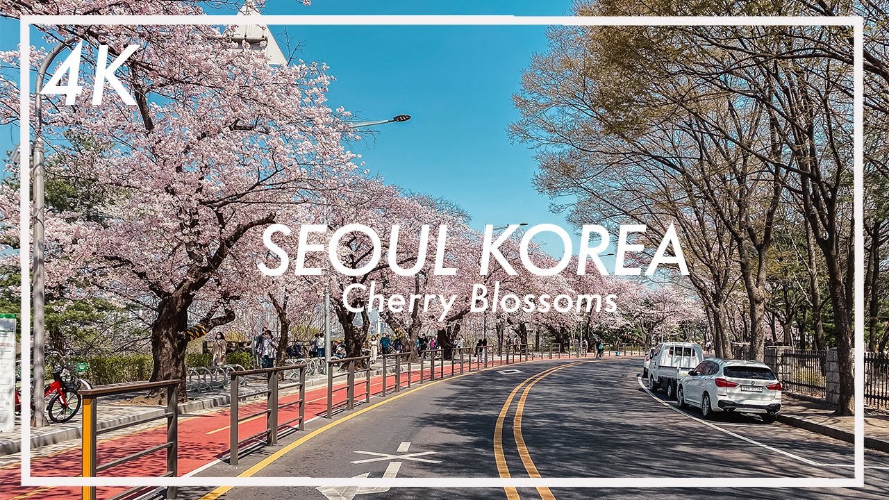 [4K] Korea 🇰🇷 | Seoul Yeouido 2022 Cherry Blossom Festival 🌸 Walking Tour ASMR