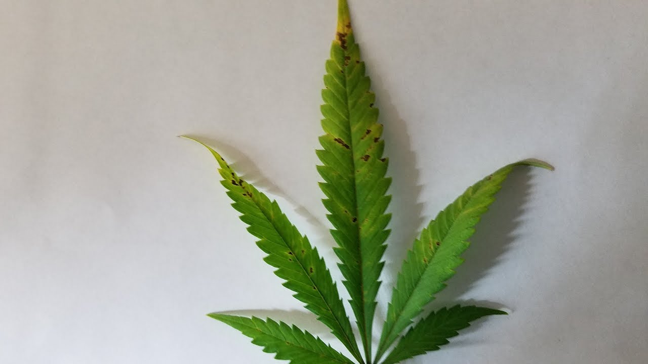 Organic Cannabis Grow with the AutoPot XL System - Day 35 of Flower - Deficiencies Arise