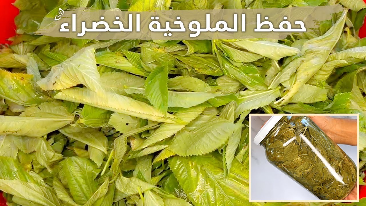 طريقة حفظ الملوخية الخضراء من دون فريزر ومن دون تعب