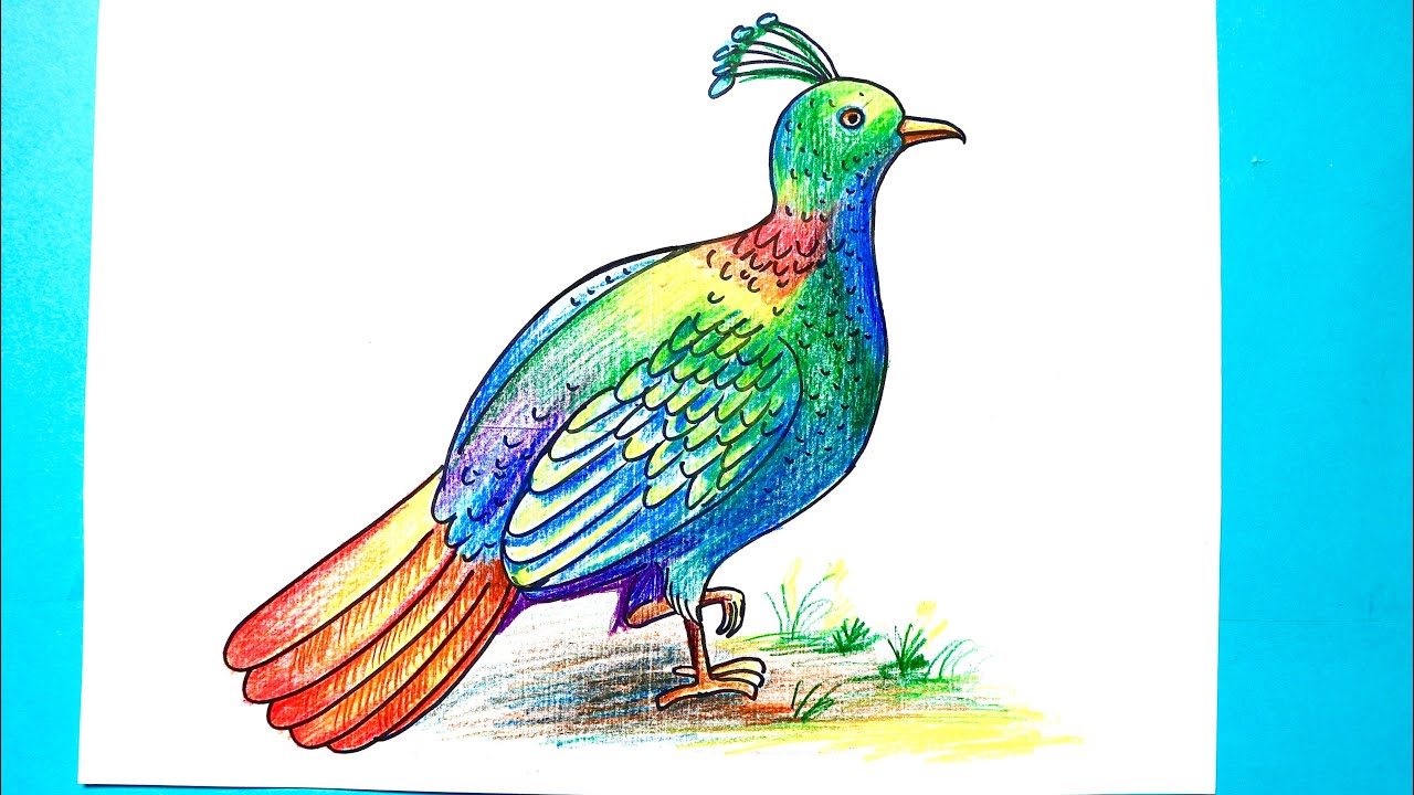 How to draw Danfe Lophophorus national bird easily. Munal drawing