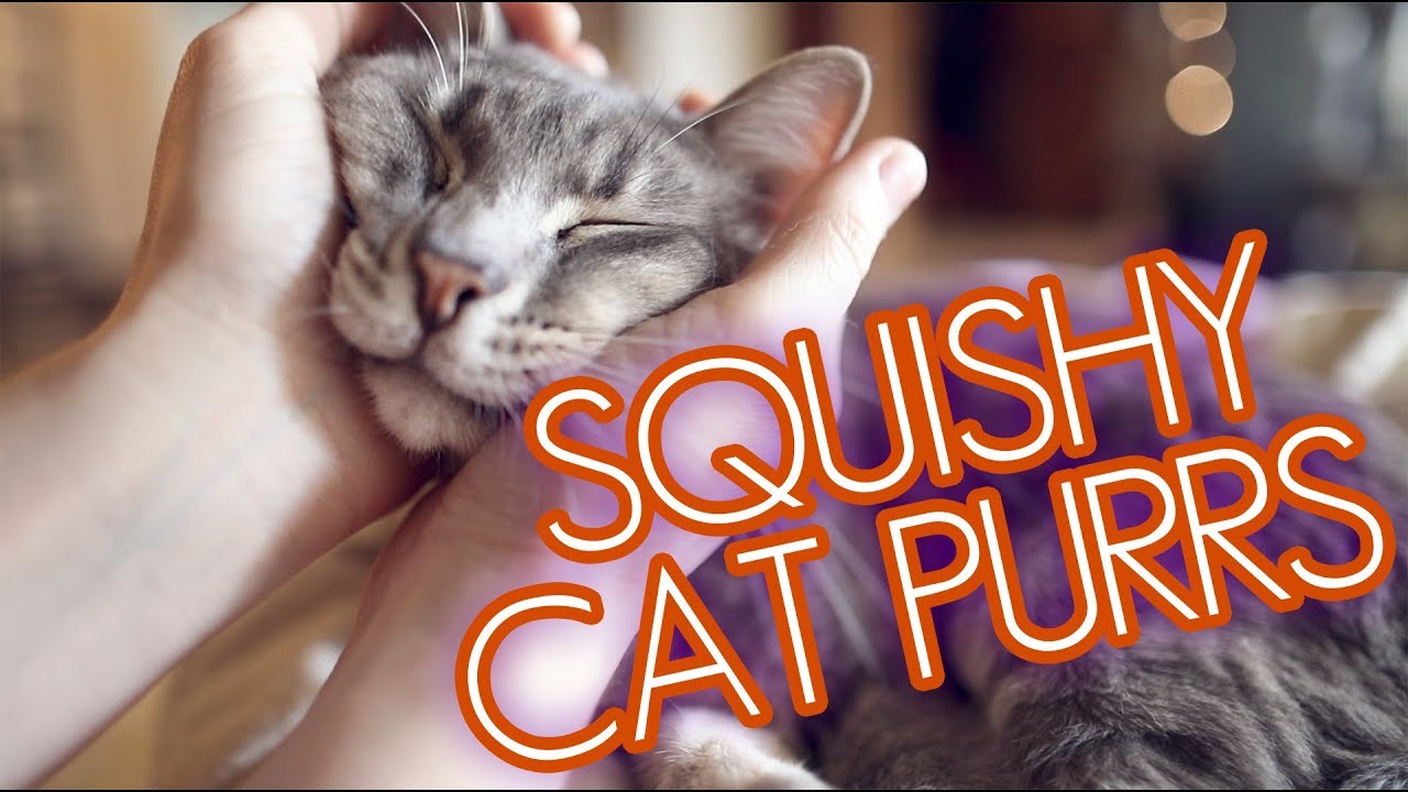 Squishy Cat Returns! *Purring*