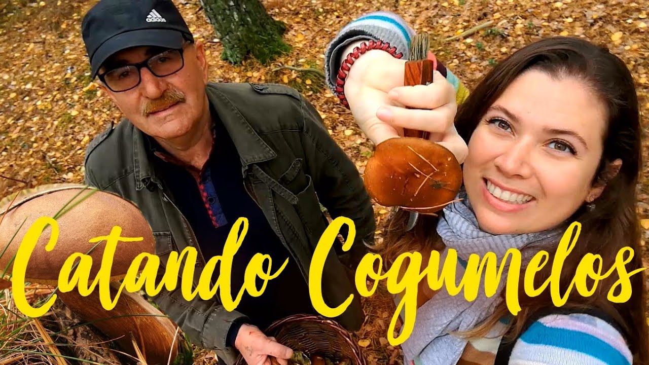 Procurando cogumelos comestíveis na floresta da Polônia