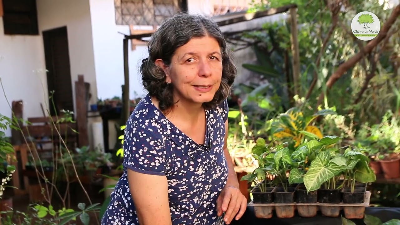 Singônio, uma planta versátil