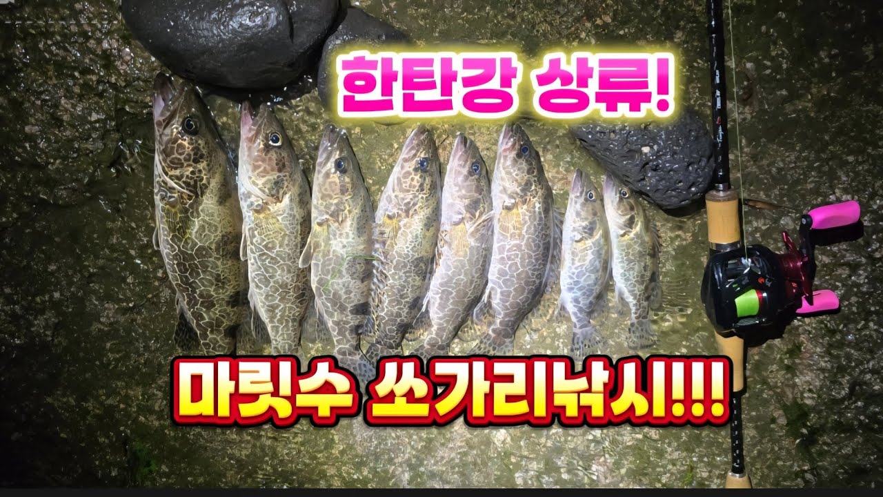 한탄강 상류 쏘가리낚시 오늘은 덩어리 보나??? #베이트피네스 #베이트피네스쏘가리 #트로이렉스 #브라더피싱팀 