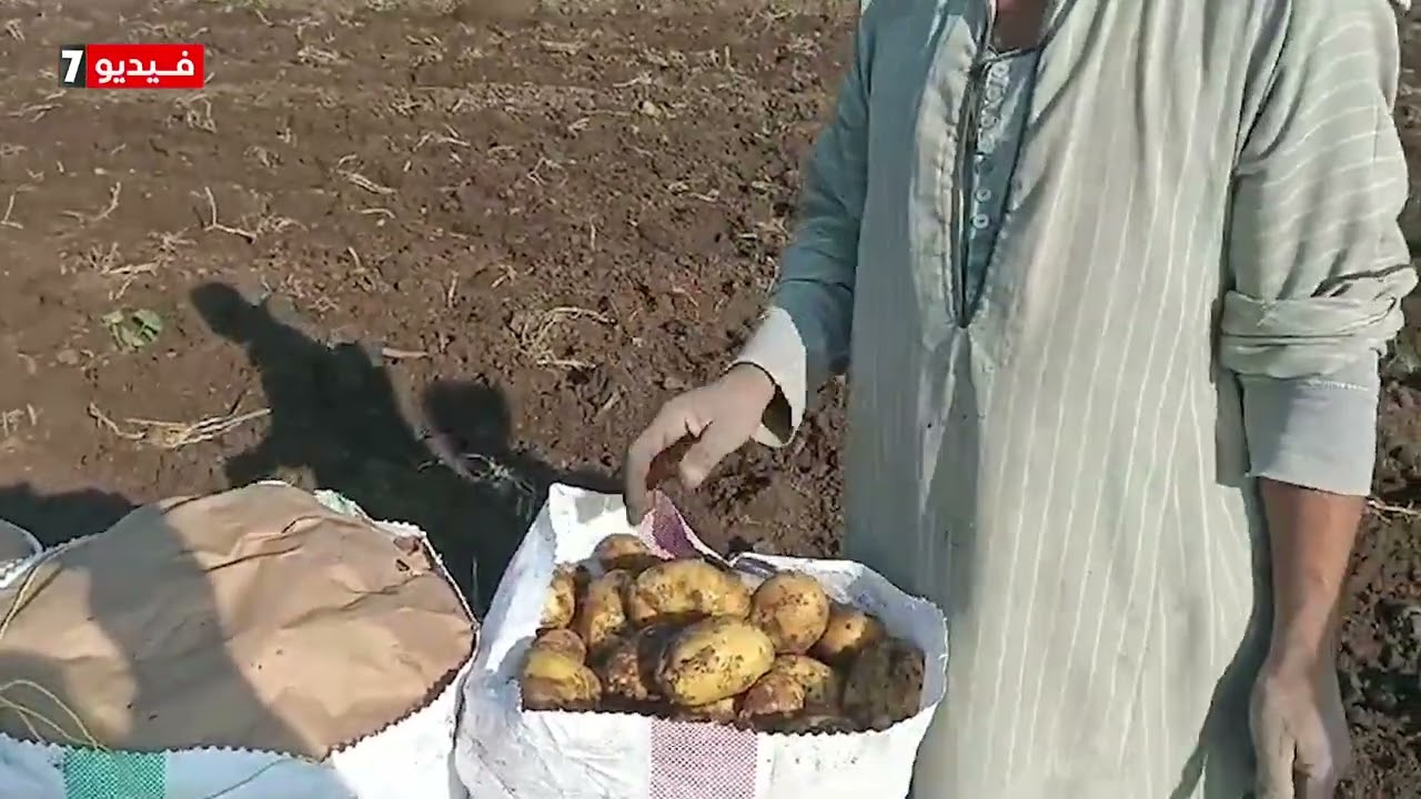 بدء حصاد البطاطس بالمنوفية.. وإنتاجية الفدان كبيرة بمعدل 8 أطنان تقريبا