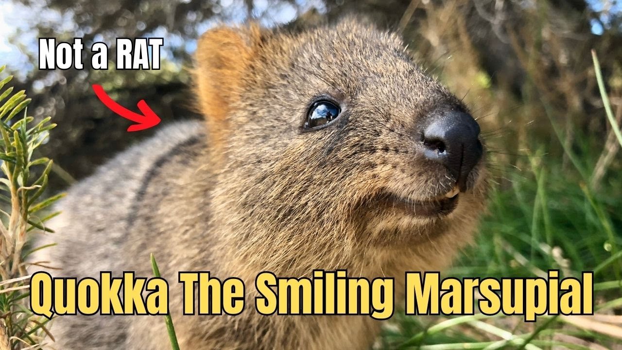 Meet The Quokka - The Smiling Marsupial | The World's Happiest Animal
