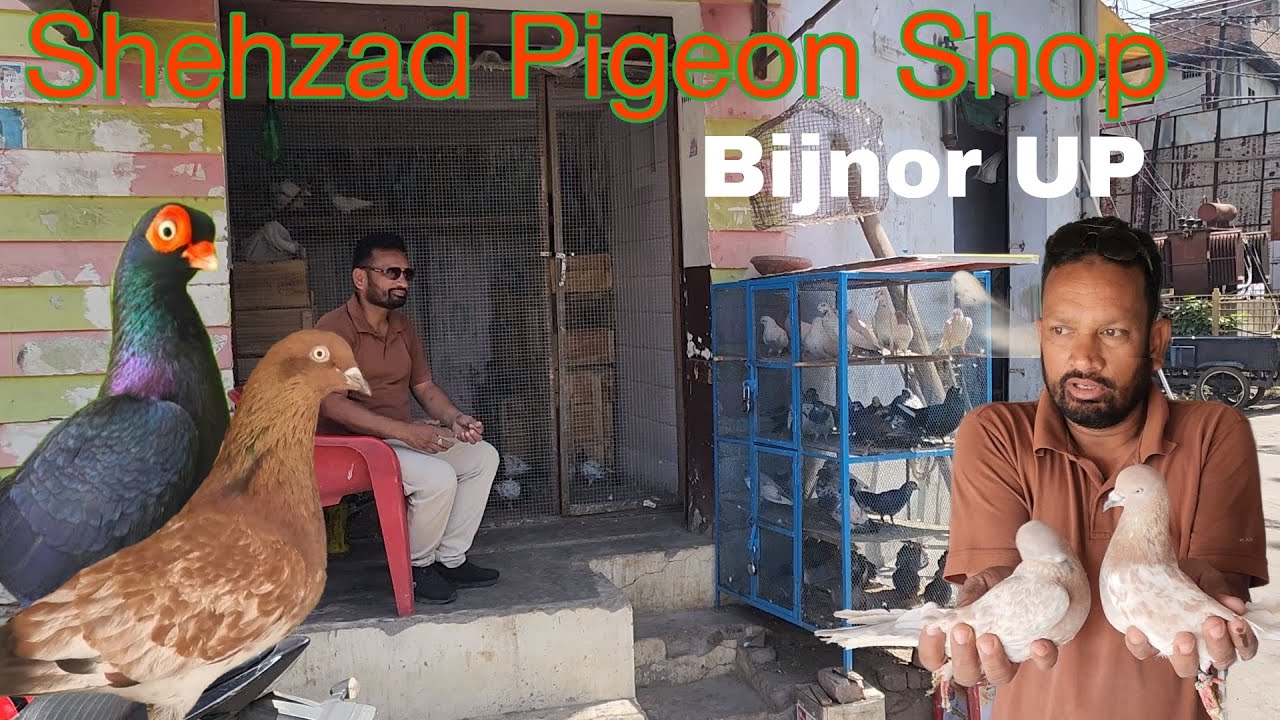 बिजनौर कबूतर बाज़ार। Pigeon shop in Bijnor UP. Shehzad bhai ki pigeon shop Bijnor. 9917369218