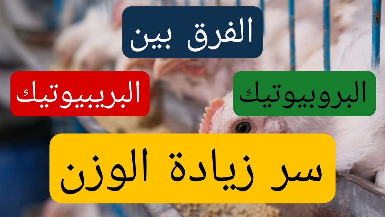 الفرق بين البروبيوتيك والبريبيوتيك - سر زيادة وزن دجاج التسمين