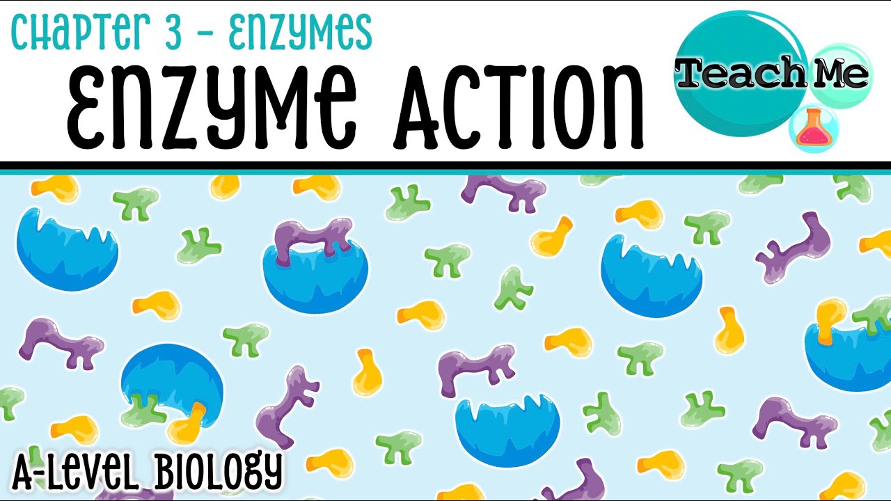 Chapter 3 | Enzyme Action | Cambridge AS & A Level Biology (9700)