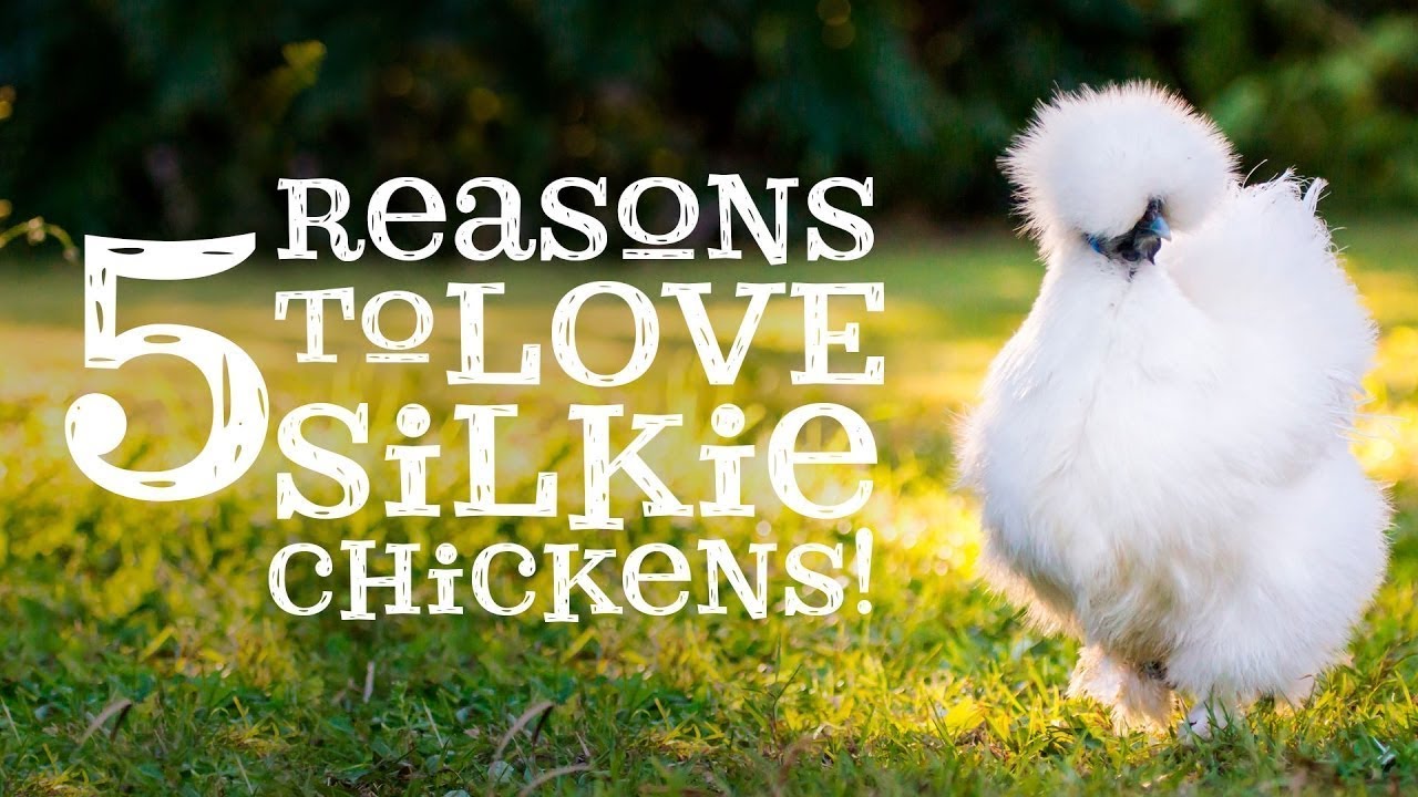 Facts & Reasons To Love Silkie Chicken