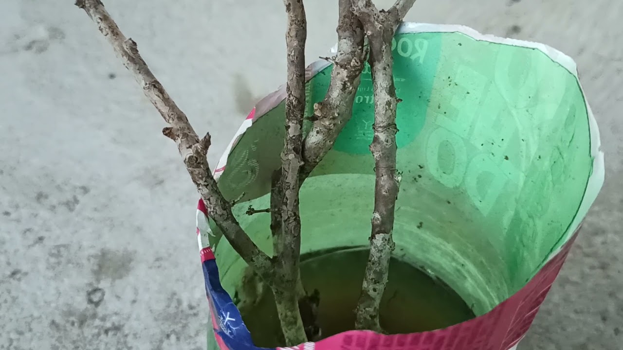 Como enraizar o galho de jabuticaba.