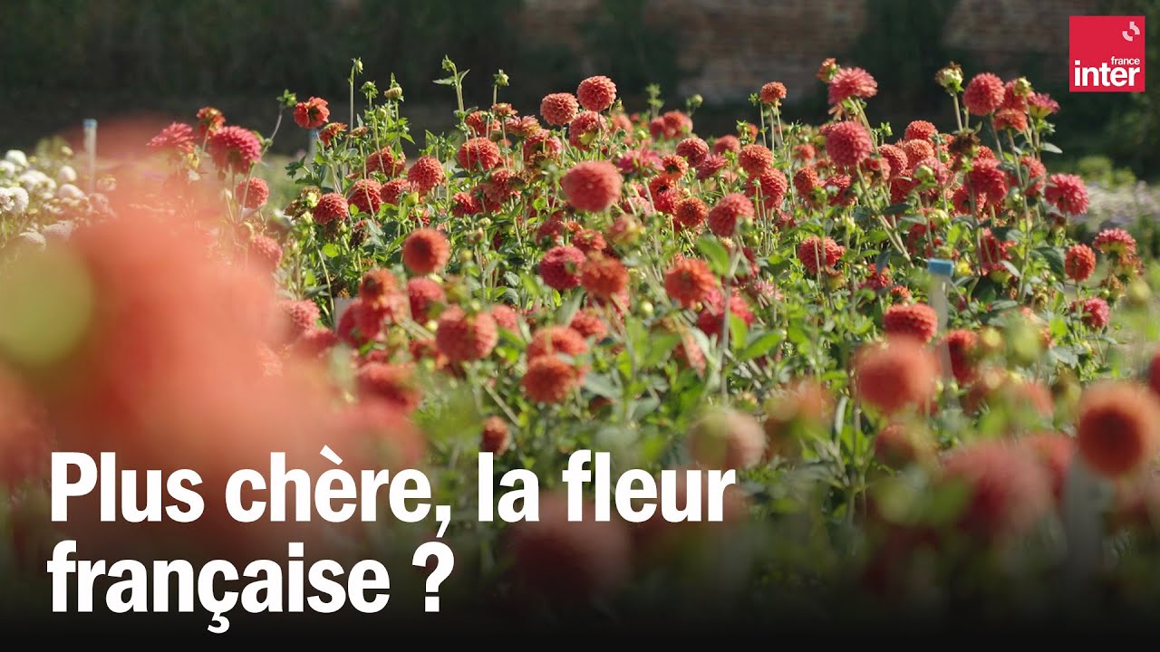 Les fleurs locales qui cochent les bonnes cases