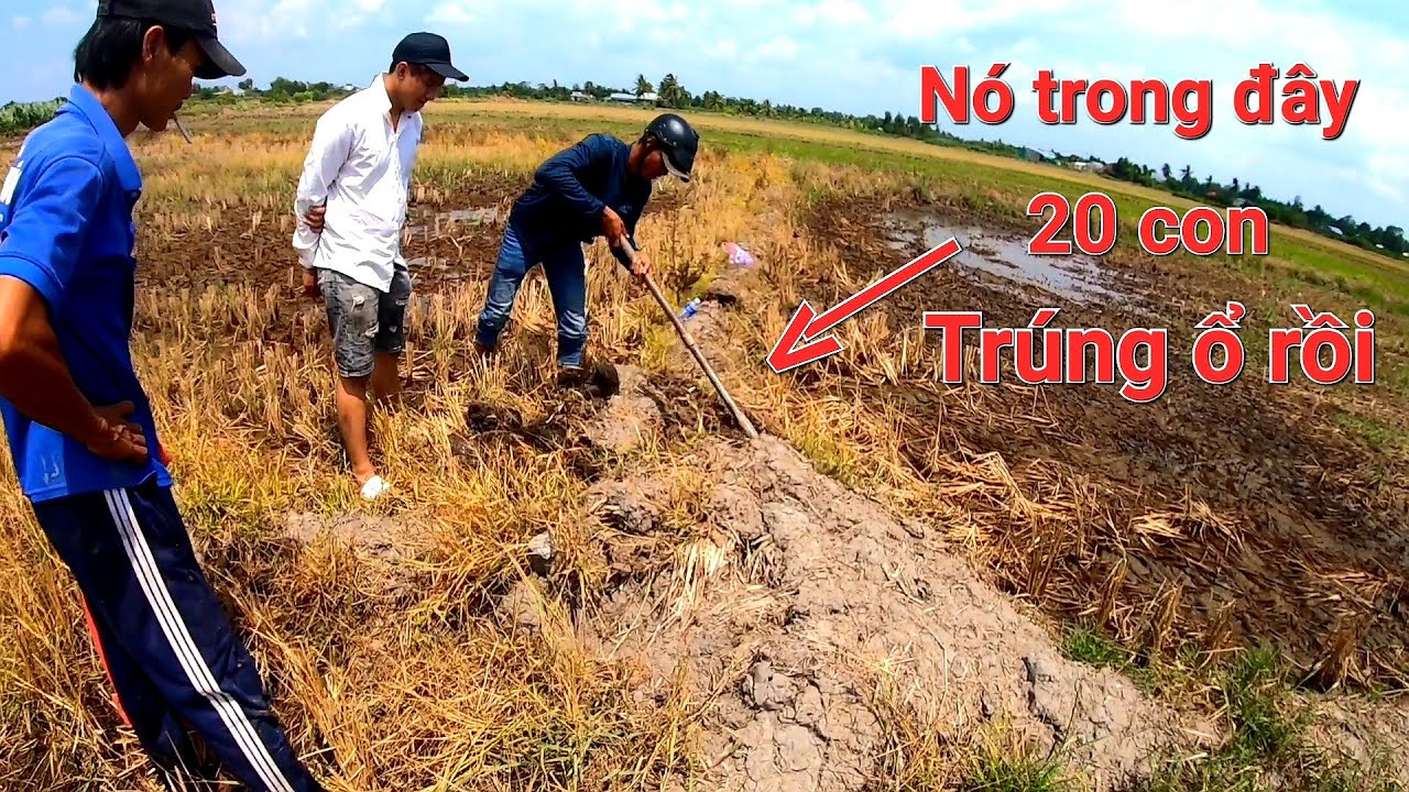 Hôm nay đi đào chuột cũng các anh em trà Vinh gặp ngay hang chuột 20 con chụp mỗi tay luôn