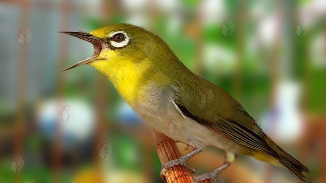 Luyện Giọng - Ép Giọng Khuyên Líu Choè Hiệu Quả 100% Sau Một Tháng Cho Vành Khuyên Non