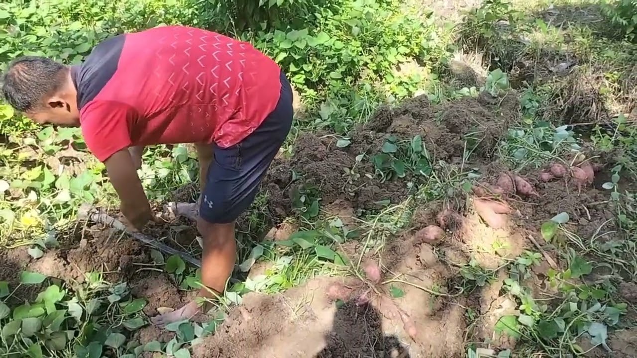 Hasil luar biasa!!.tanpa perangsang buah.budi daya ubi jalar.#petaniindonesia#petani#pertanian