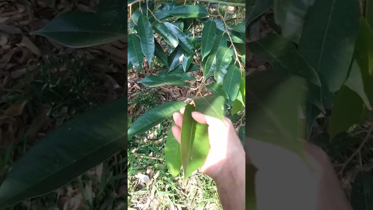 Chăm sóc sầu riêng xổ nhụy 2026