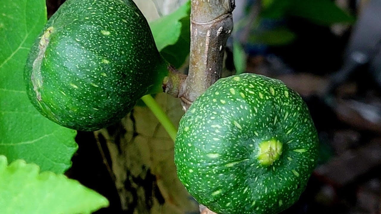 Carlos Rivera's  fig  trees  update!May 3, 2025