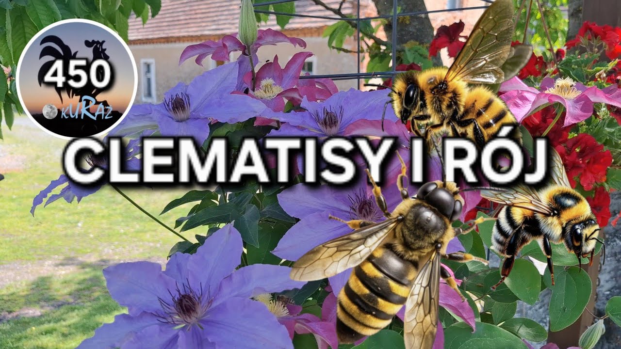 Clematisy i r&oacute;j pszcz&oacute;ł nad ogrodem * Garden kuRaż 24.05.2026