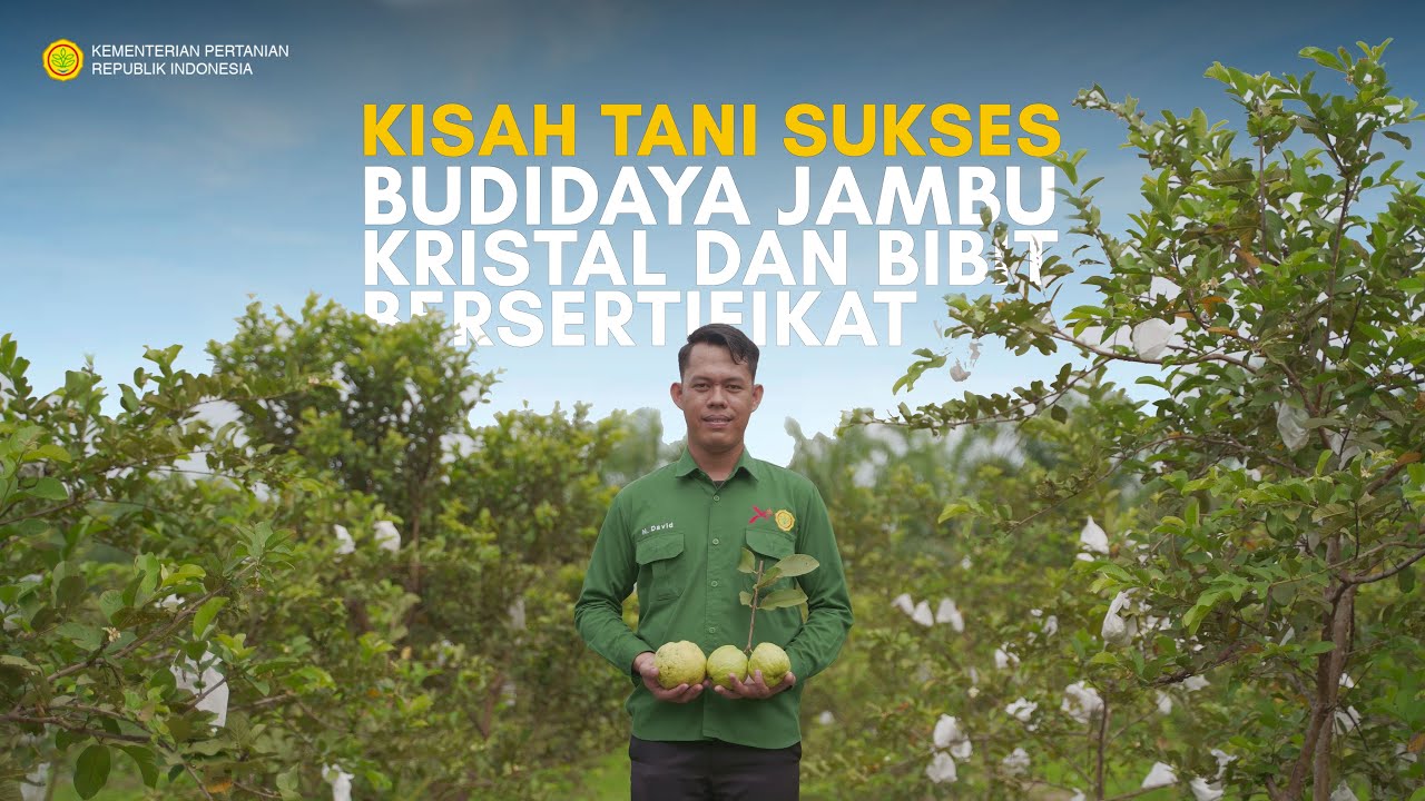 SUKSES BUDIDAYA JAMBU KRISTAL DAN BIBIT BERSERTIFIKAT