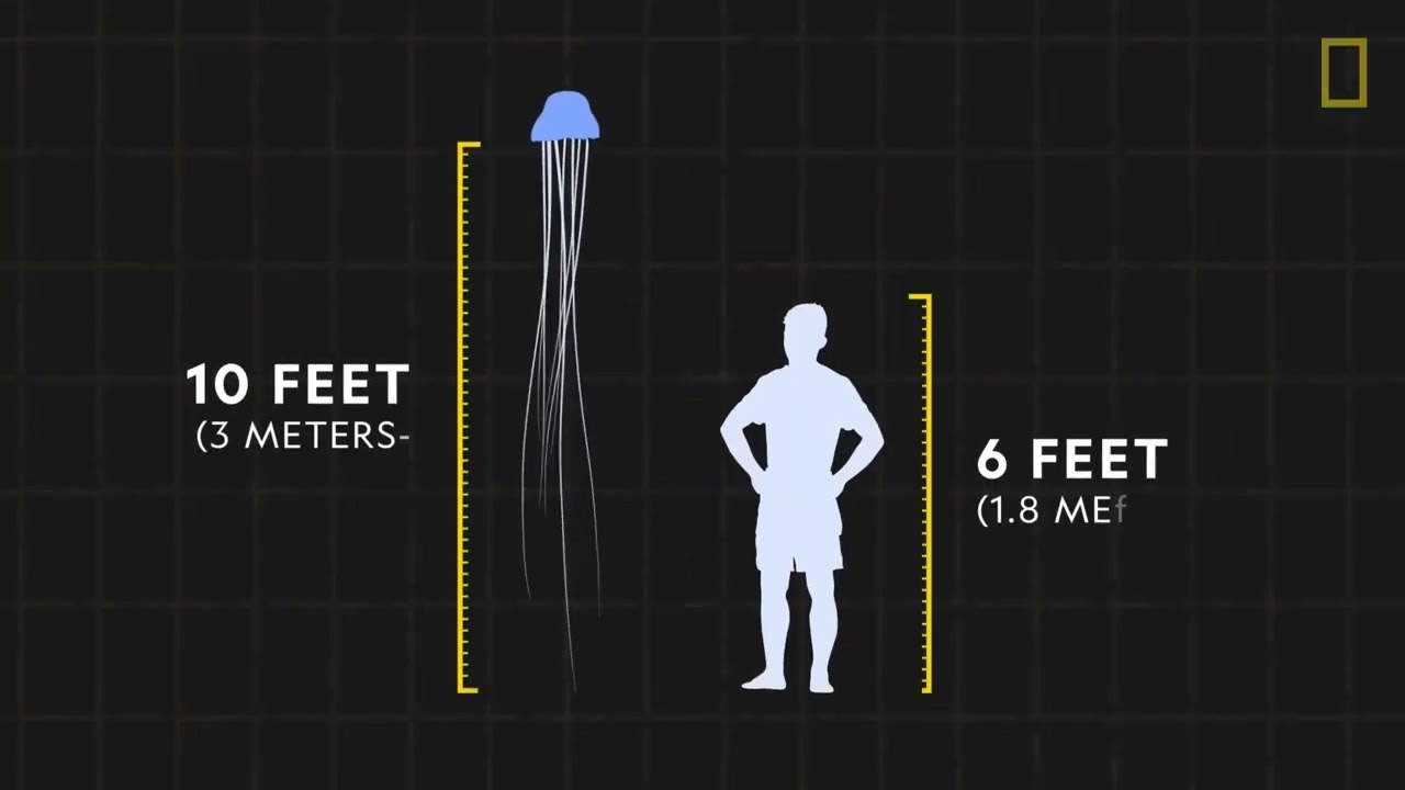 Jellyfish 101  Nat Geo Wild