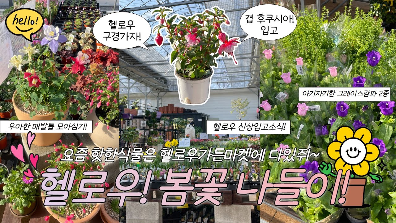 🌸헬로우가든마켓 봄나들이 가실래요?🌸 사랑스러운 봄 꽃 향연~ 후쿠시아/캄파눌라/그래이스캄파/황금게발선인장/튤립구근/사계국화/수국
