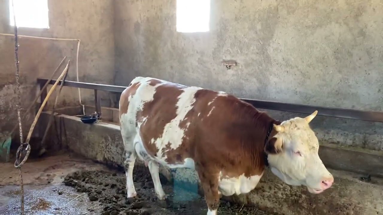 Damızlık düve rasyonu