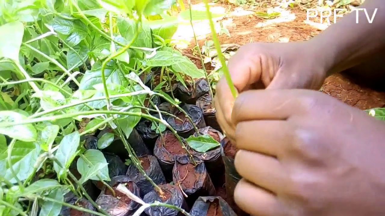 PASSION FRUIT GRAFTING, best way of grafting purple passion fruit seedling.