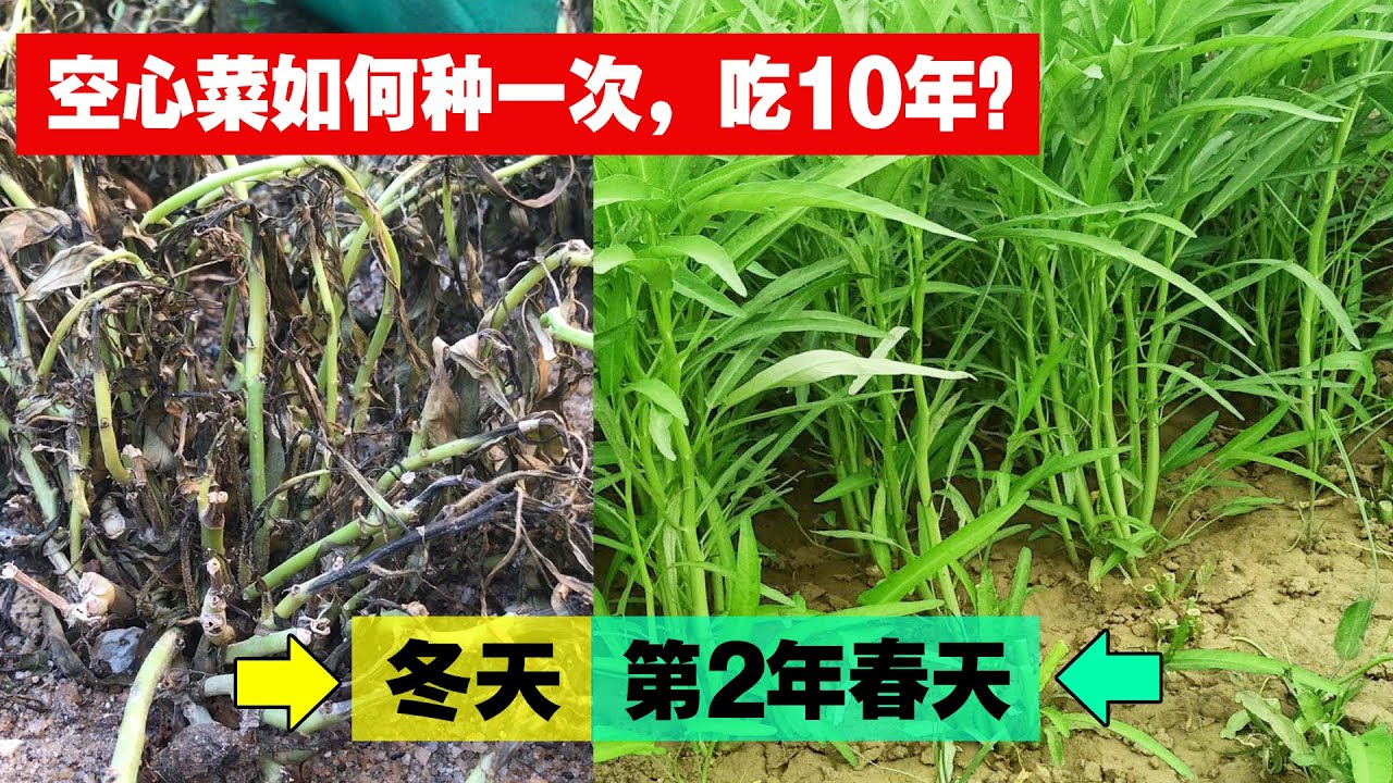 家庭种菜，只需多做这一步，就能把空心菜种成多年生的，种一次吃10年！|How can you always harvest water spinach？