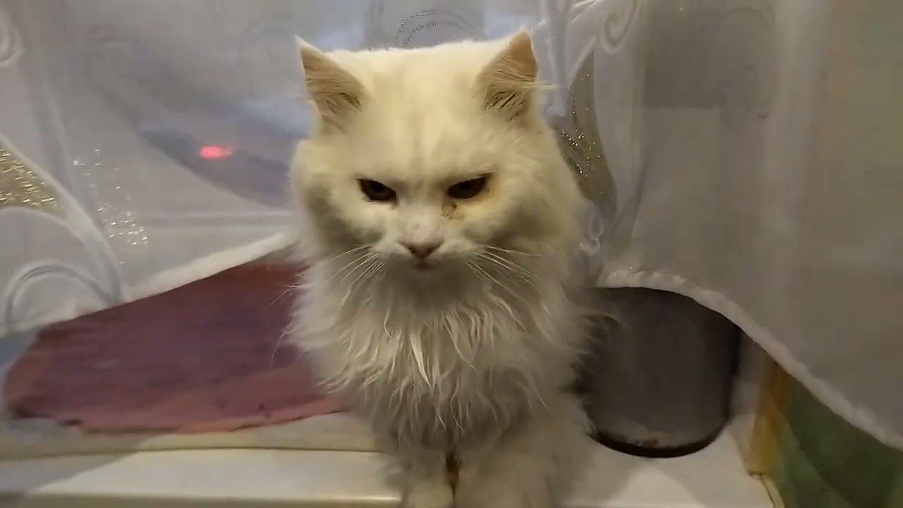 Cats Waiting for a Delicious Dinner