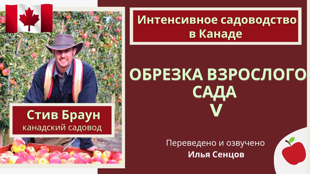 Демонстрационная обрезка взрослых яблонь в интенсивном саду (Канада)