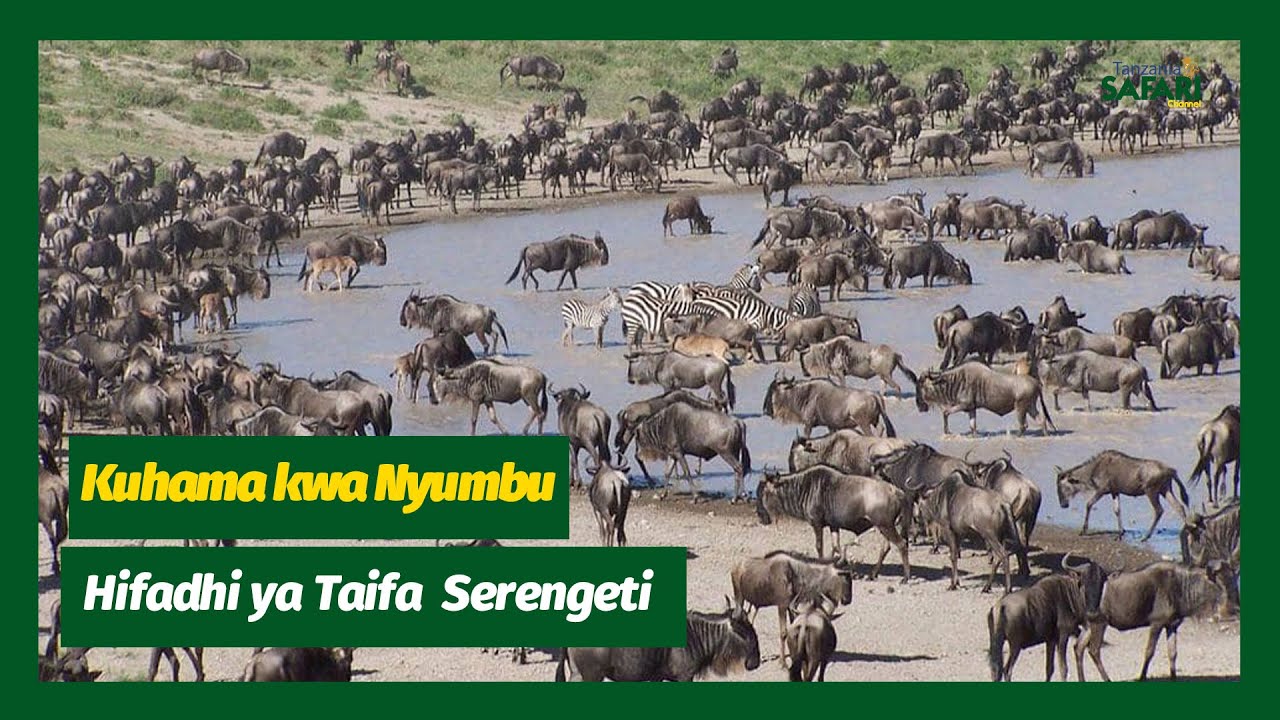 🔴TBCLIVE: KUHAMA KWA NYUMBU HIFADHI YA TAIFA SERENGETI