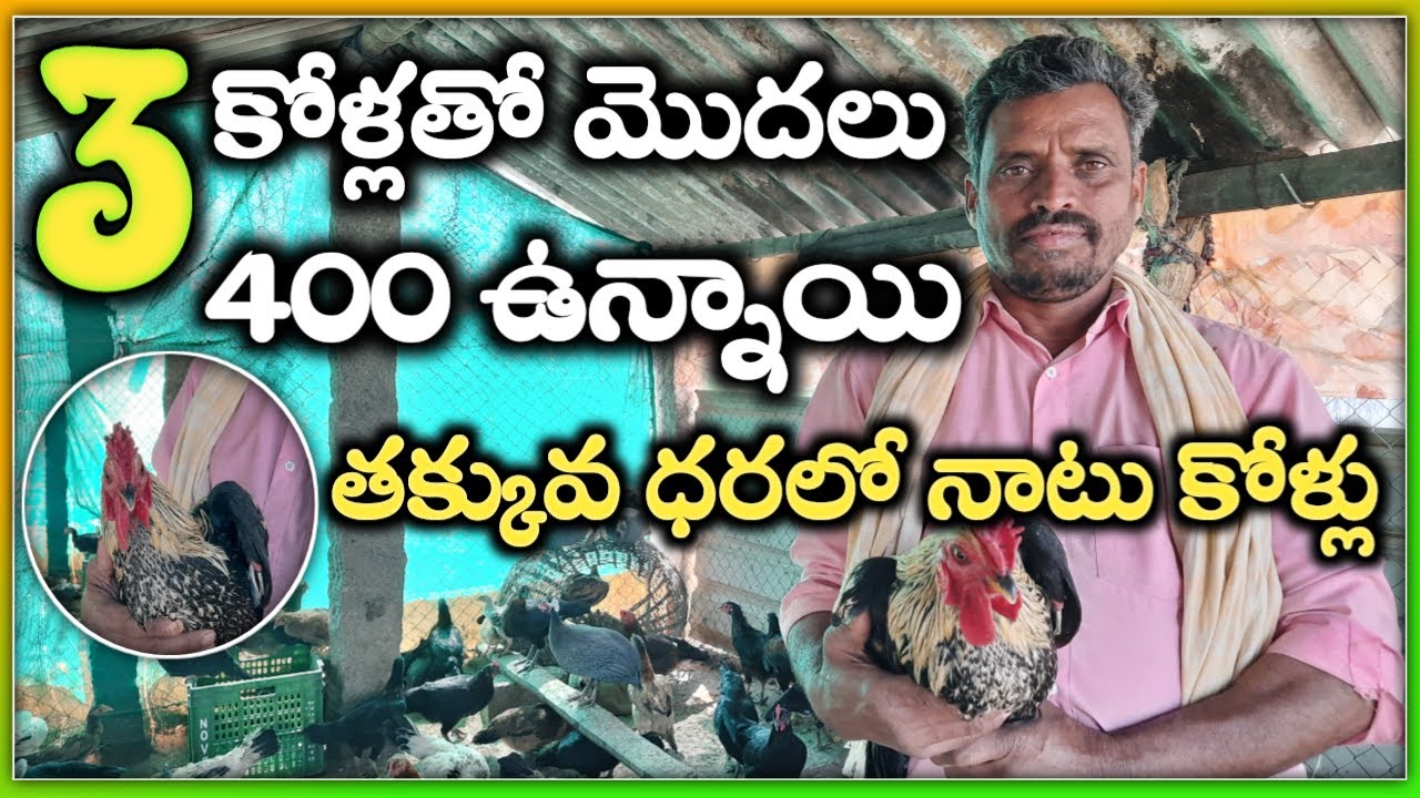 అల్లాజి నాటు కోళ్ల ఫామ్ |Allaji natukolla farm in telugu| |malleshadla |