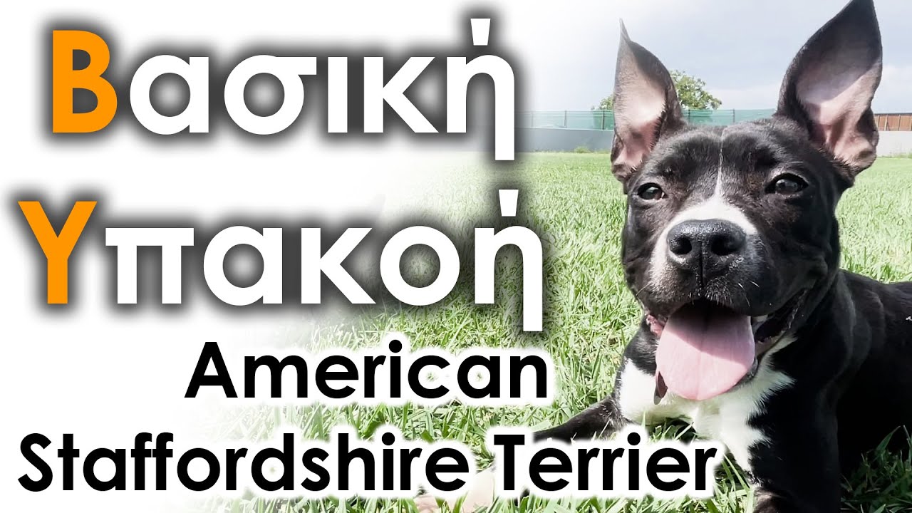 Βασική Υπακοή - Εκπαίδευση Σκύλου #37 | American Staffordshire Terrier Naomi 6 μηνών