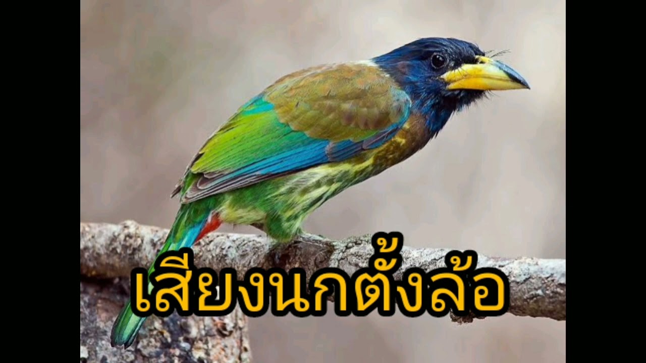 เสียงนกตั้งล้อ