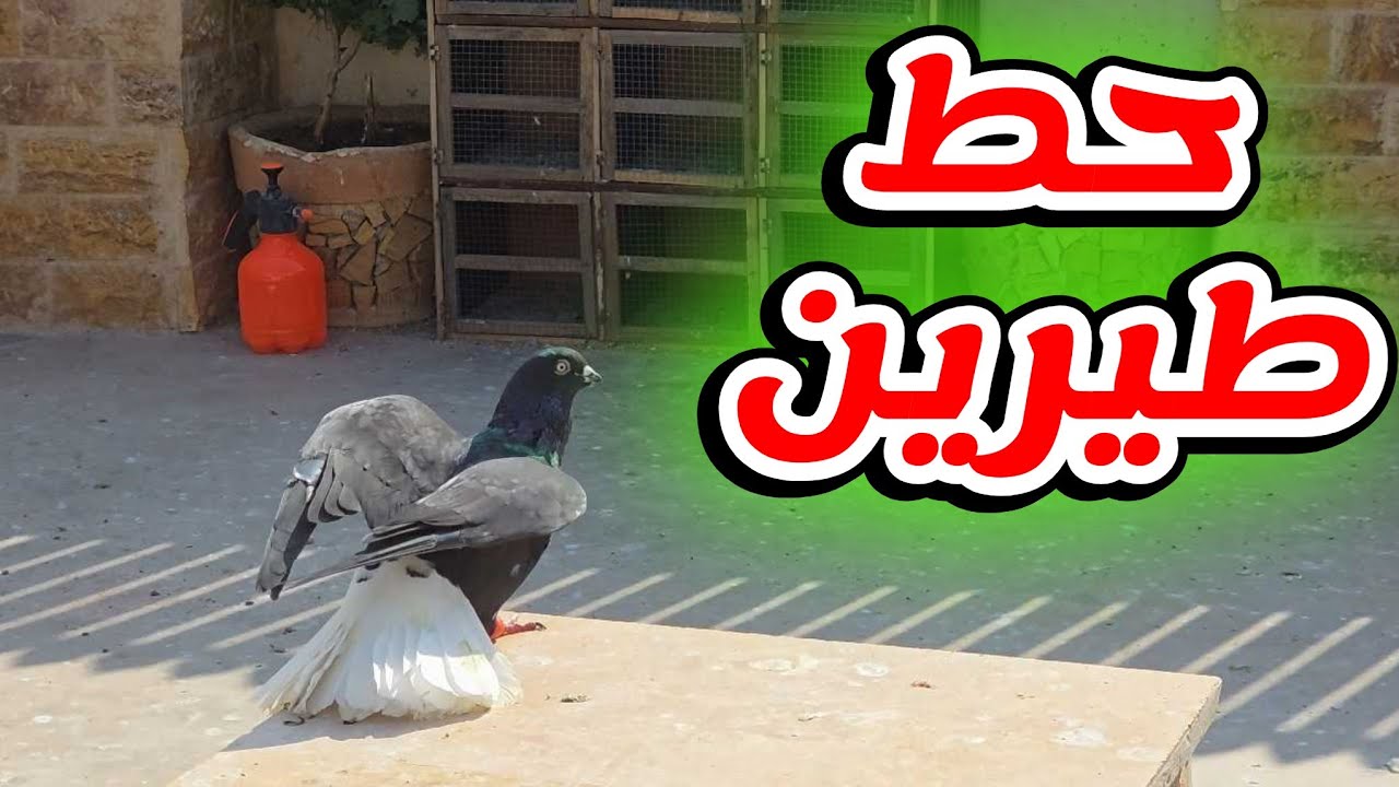 حط طيرين مع الفراخ  واجانا طير جديد على السطح
