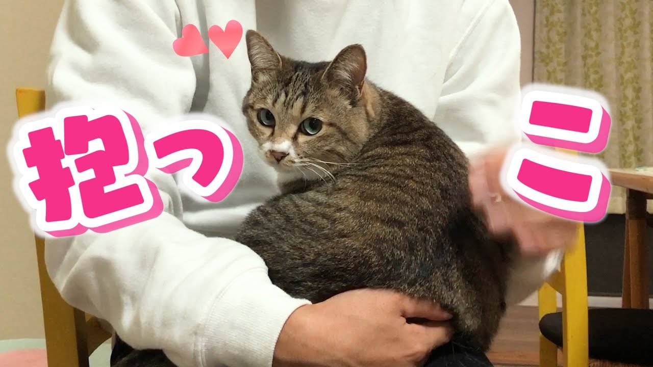 最近抱っこにハマったというぷーちゃんを上手く抱っこしたい！