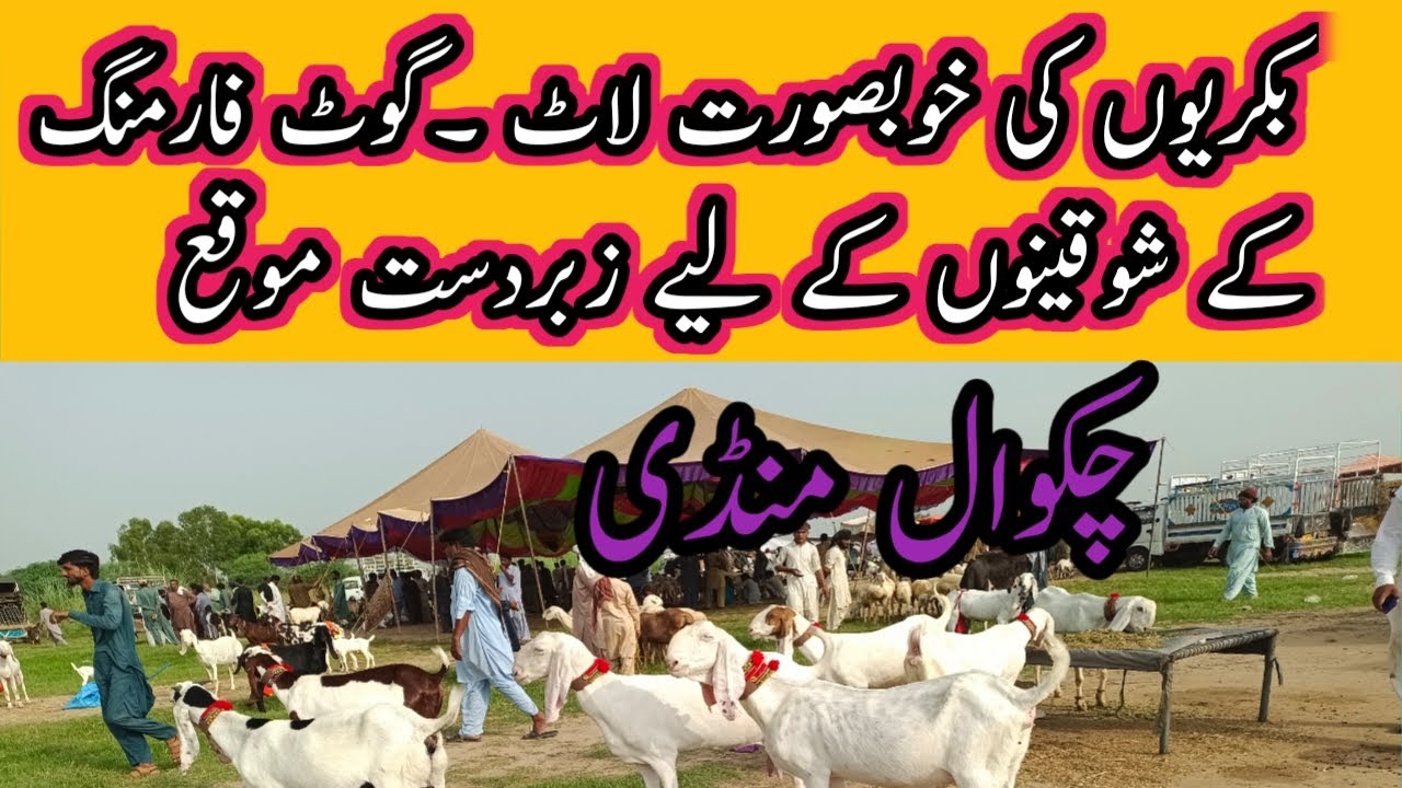 Chakwal mandi me goats price information. Beautiful goats in Chakwal mandi. 0313 553 5040