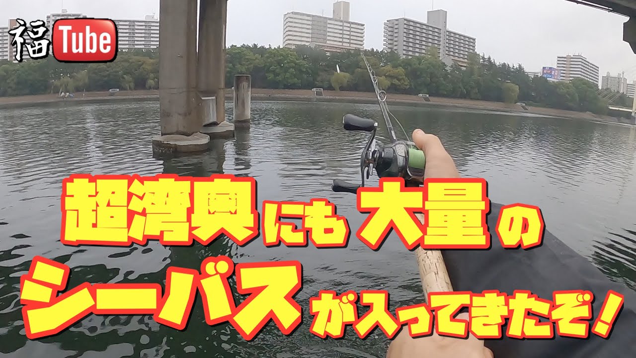 超湾奥にも大量のシーバスが入ってきたぞ！