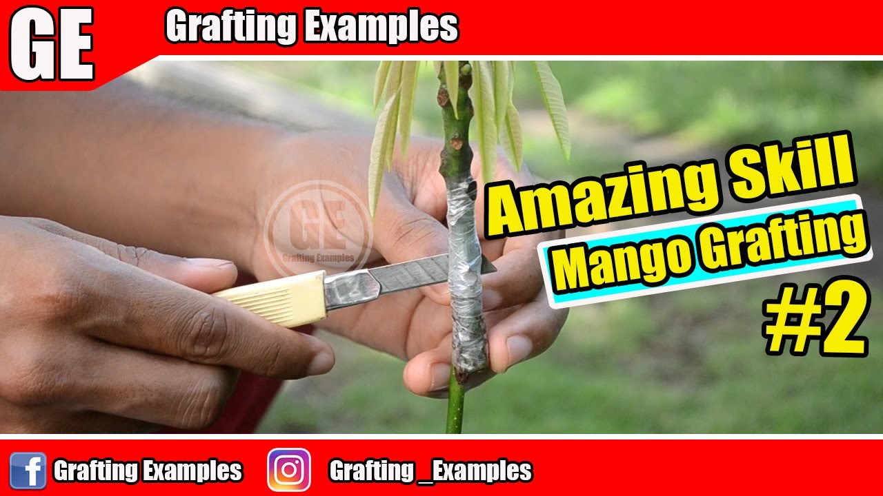 Amazing Mango Tree Grafted Skill By Grafting Examples