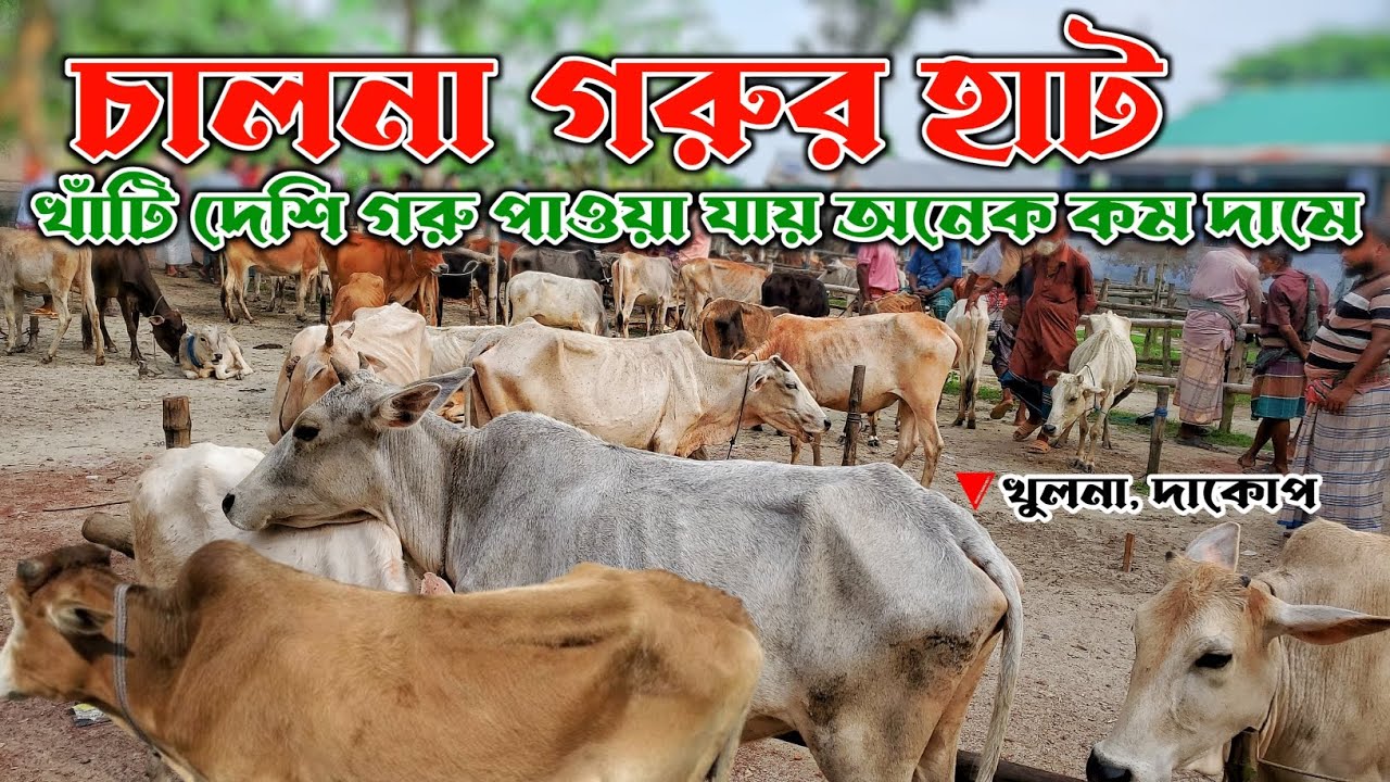 চালনা গরুর হাট | খাঁটি দেশি গরু পাওয়া যায় খুবই কম দামে |  খুলনা, দাকোপ ,চালনা | নগর বাংলা টিভি