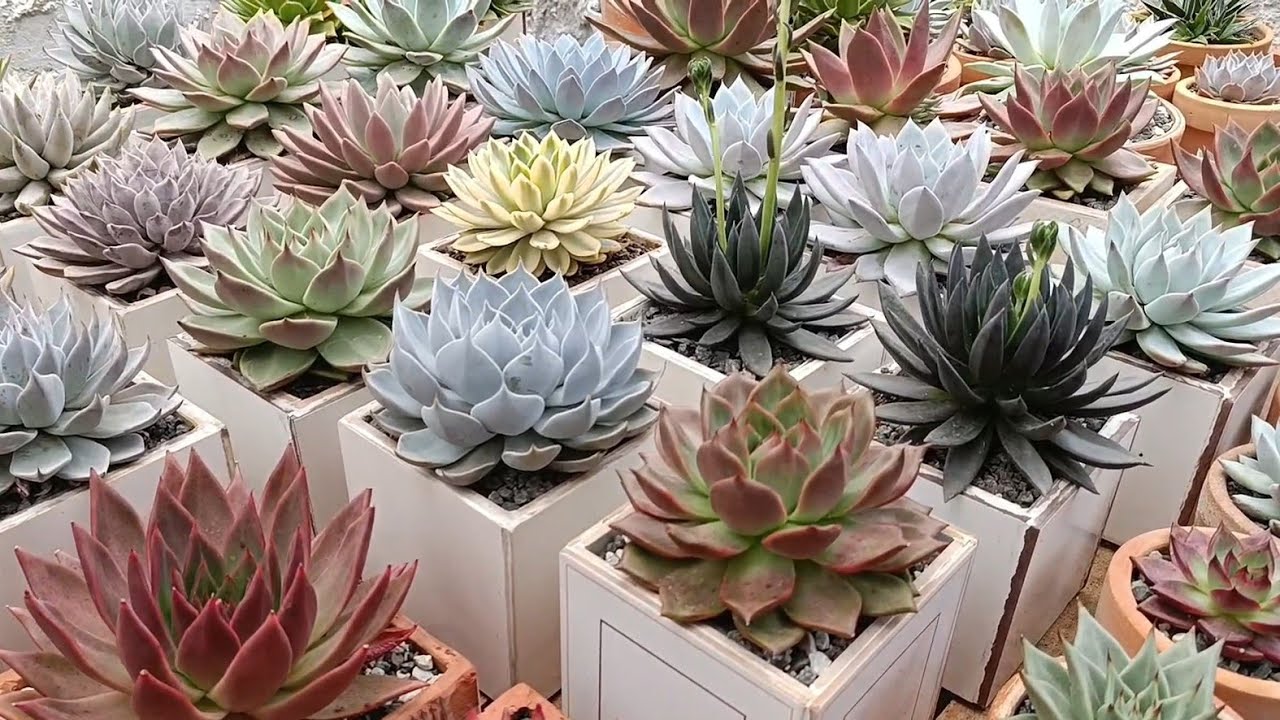 Suculentas e folhagens: Mais de 30 plantas identificadas.